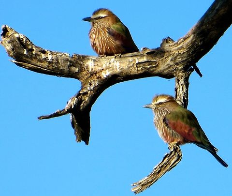 Pair of Purple Rollers When these birds open their wings and take flight, their underbelly is a lovely purple.  Wished I could have caught them in flight, but this was the next best thing.                                                               Botswana,Coracias naevius,Geotagged,Purple Roller