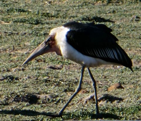 Marabou stork patrolling his turf.                                 Botswana,Geotagged,Leptoptilos crumeniferus,Marabou Stork