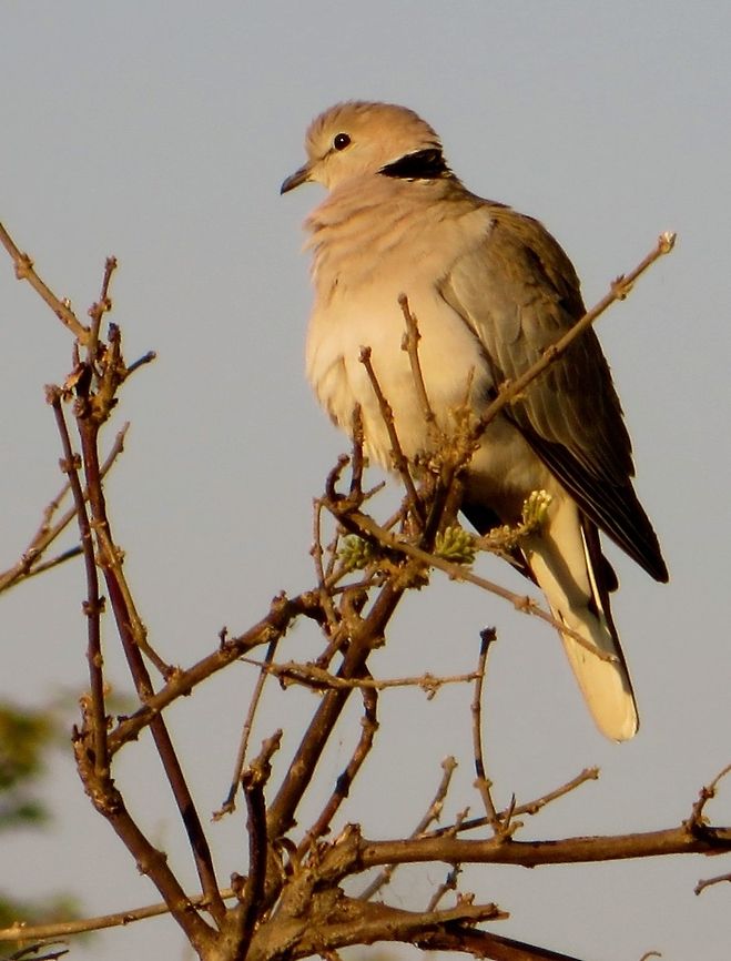 Cape Turtle Dove You hear, even if you don&#039;t see, this bird all over Botswana.  It makes a sound (over and over!) that sounds like he/she is saying &quot;Bot Swaana, Bot Swaana.&quot;  It&#039;s not that, of course, but once you&#039;re told that, you never hear it any other way!                                                               Botswana,Geotagged