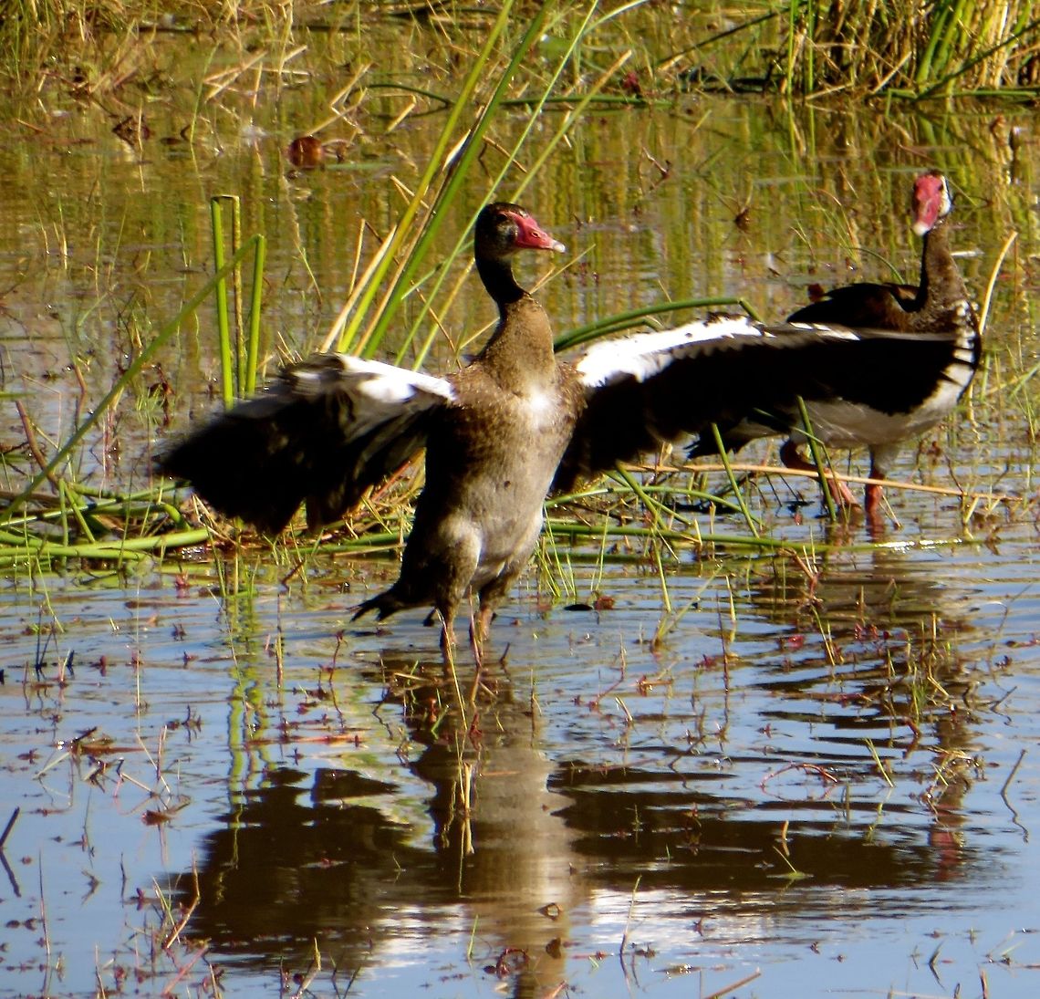 Spurwinged goose These geese have beautiful iridescent wings - lovely to see with the sunlight shining on them.                                 Botswana,Geotagged,Plectropterus gambensis,Spur-winged goose