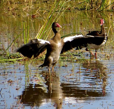 Spurwinged goose These geese have beautiful iridescent wings - lovely to see with the sunlight shining on them.                                 Botswana,Geotagged,Plectropterus gambensis,Spur-winged goose