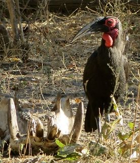 Southern ground hornbill  We saw several different kinds of hornbills in Botswana but this was one of the most awesome.                                      Botswana,Bucorvus leadbeateri,Geotagged,Southern Ground Hornbill