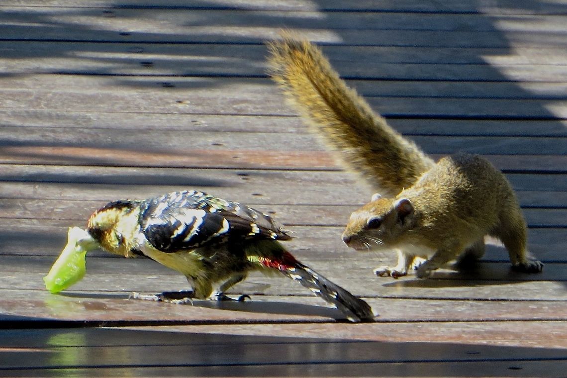 Yellow crested barbet This yellow crested barbet had nabbed a little piece of lettuce and the ground squirrel was creeping up behind to take it away.                                Botswana,Crested Barbet,Geotagged,Trachyphonus vaillantii
