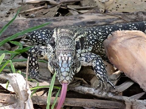 Gold Tegu Saw this amazing critter at a lodge in the Pantanal. I was intrigued by his coloring and movement - and then he obliged me by demonstrating that long insect-seeking tongue!                                Fall,Gold tegu,Tupinambis teguixin