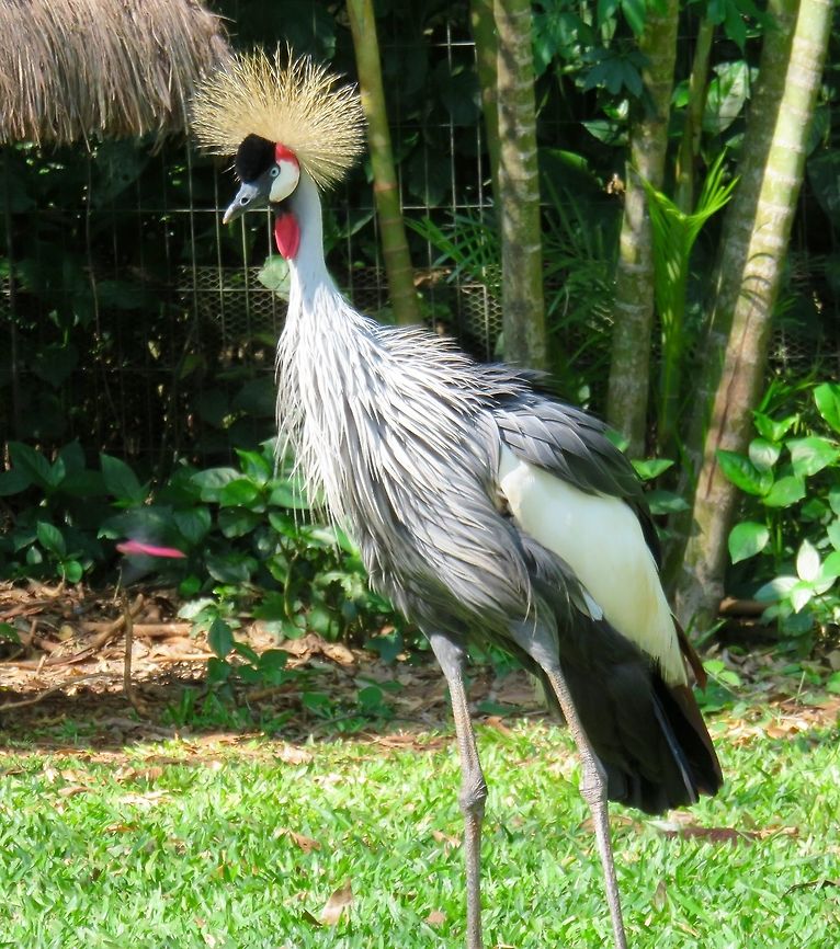 Grey crowned crane Watching these regal, elegant creatures, I couldn&#039;t help thinking of the beautiful ladies perfectly dressed and coifed for the races in &quot;My Fair Lady&quot;!                                Balearica regulorum,Grey crowned crane
