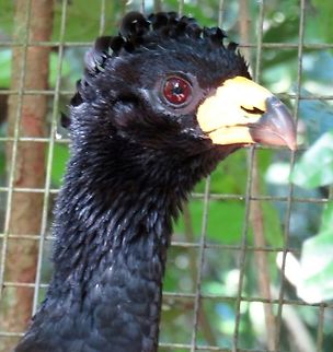 Bare-faced Curassow Met this lovely creature at the Bird Park in Iguazzu Falls.  Looks like he/she just came from the beauty parlor!                                Bare-faced Curassow,Crax fasciolata