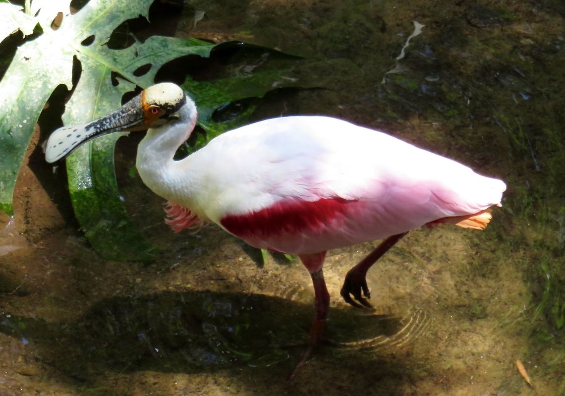 Roseate Spoonbill Bird Park, Iguazzu Falls.                                Brazil,Fall,Geotagged,Platalea ajaja,Roseate Spoonbill,Spring