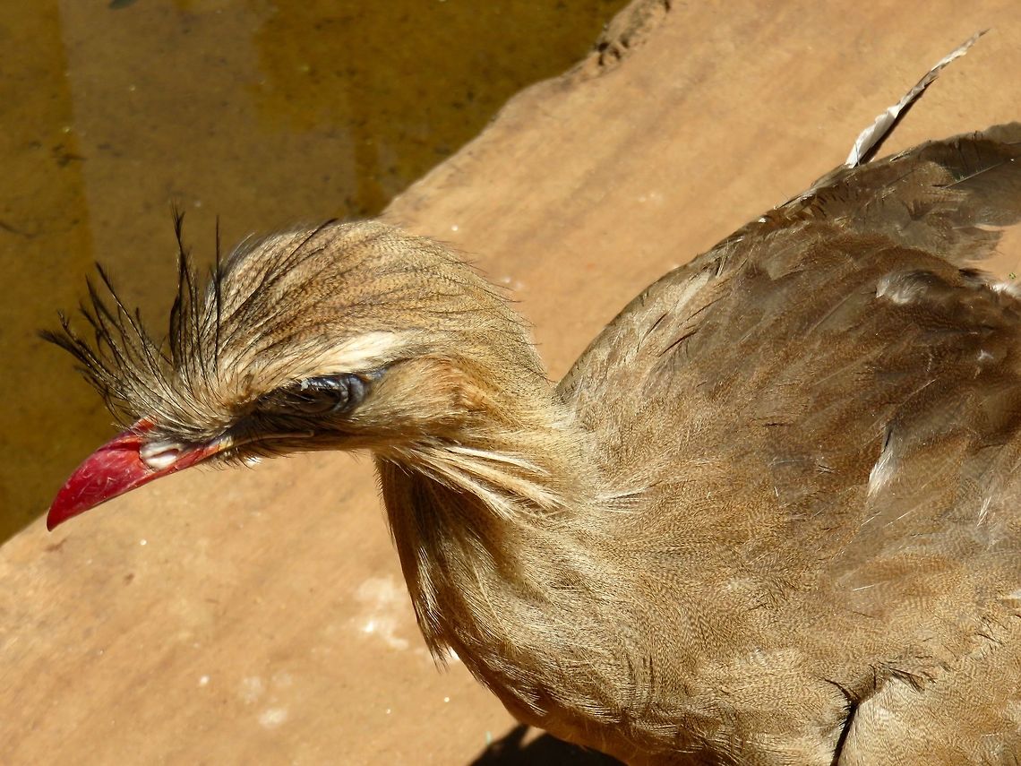 Red legged seriema Bird Park, Iguazu Falls, Brazil.                                 Argentina,C. cristata,Cariama cristata,Fall,Geotagged,Red-legged Seriema,Red-legged seriema,Spring