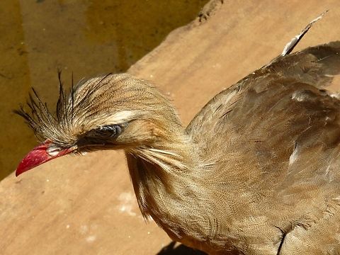Red legged seriema Bird Park, Iguazu Falls, Brazil.                                 Argentina,C. cristata,Cariama cristata,Fall,Geotagged,Red-legged Seriema,Red-legged seriema,Spring