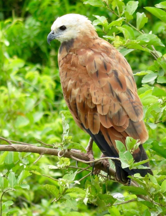 Black collared hawk     Saw many of these along the rivers of the Pantanel, the wetlands of Brazil.                            Black collared hawk,Busarellus nigricollis