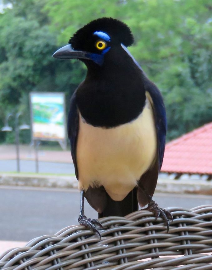 Plush crested jay Met this cute fella up close in Iguazu Falls, Brazil, and from a distance later in the Pantanel, Brazil&#039;s wetlands.                                Cyanocorax chrysops,Plush-crested Jay
