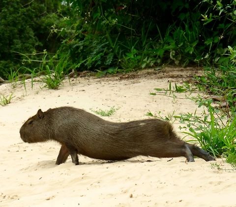 Capybara taking a stretch after nap time!  Capybaras are the largest rodent in the world.  They are really ugly but somehow engaging at the same time!                               Capybara,Hydrochoerus hydrochaeris