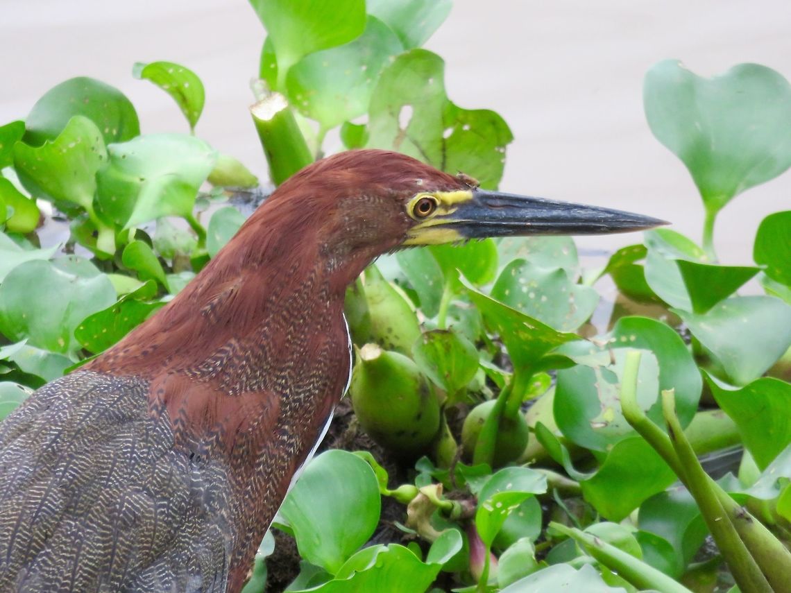 Rufescent tiger heron These were among my favorite birds in the Pantanel - really regal looking and distinctive.                                Rufescent Tiger Heron,Tigrisoma lineatum
