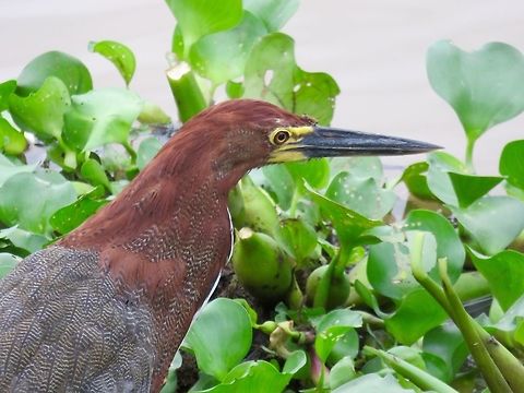 Rufescent tiger heron These were among my favorite birds in the Pantanel - really regal looking and distinctive.                                Rufescent Tiger Heron,Tigrisoma lineatum