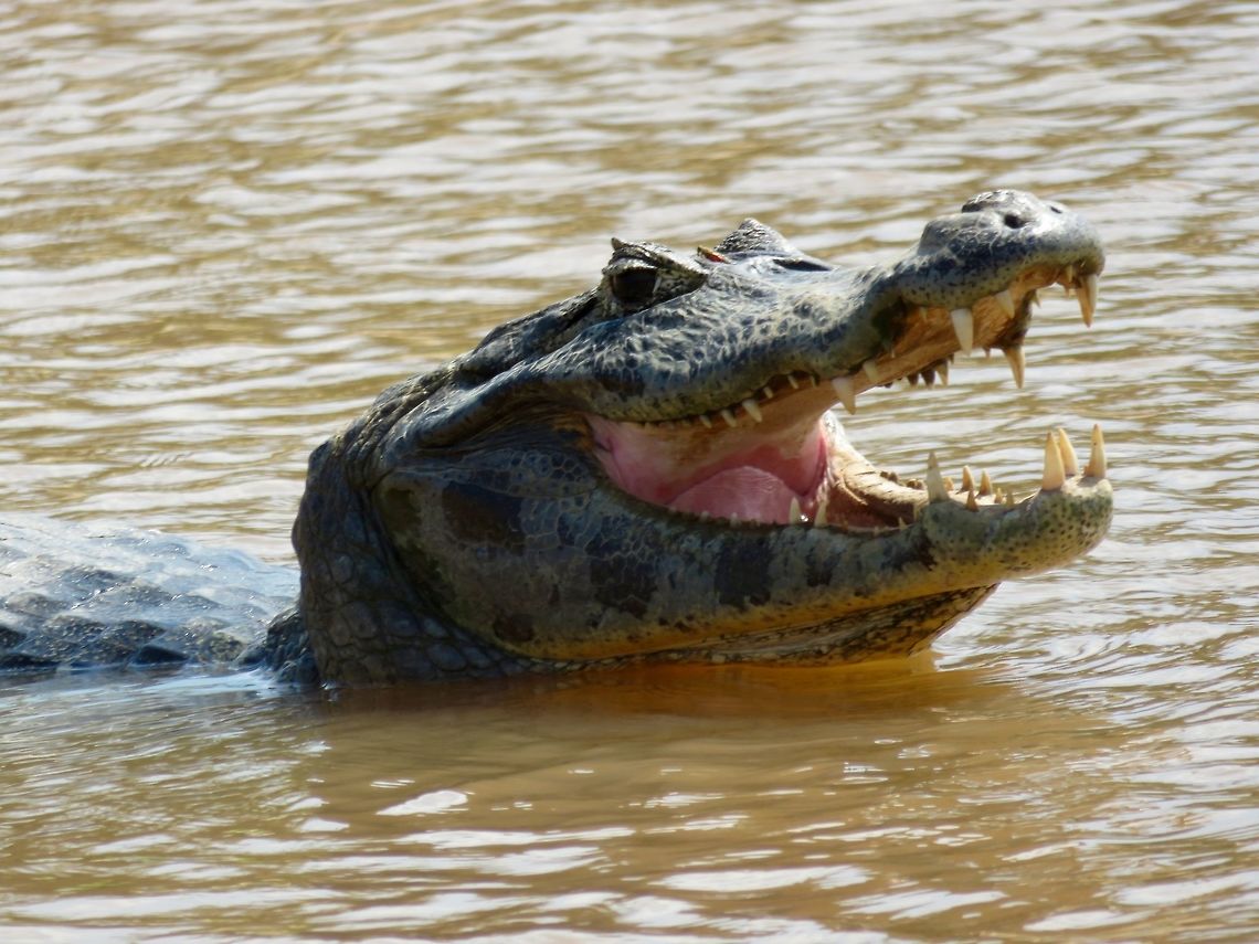 Laughing caiman? Saw hundreds of these small crocodiles in the Pantanal.  This one obliged with a toothy grin!                                Caiman yacare,Yacare caiman