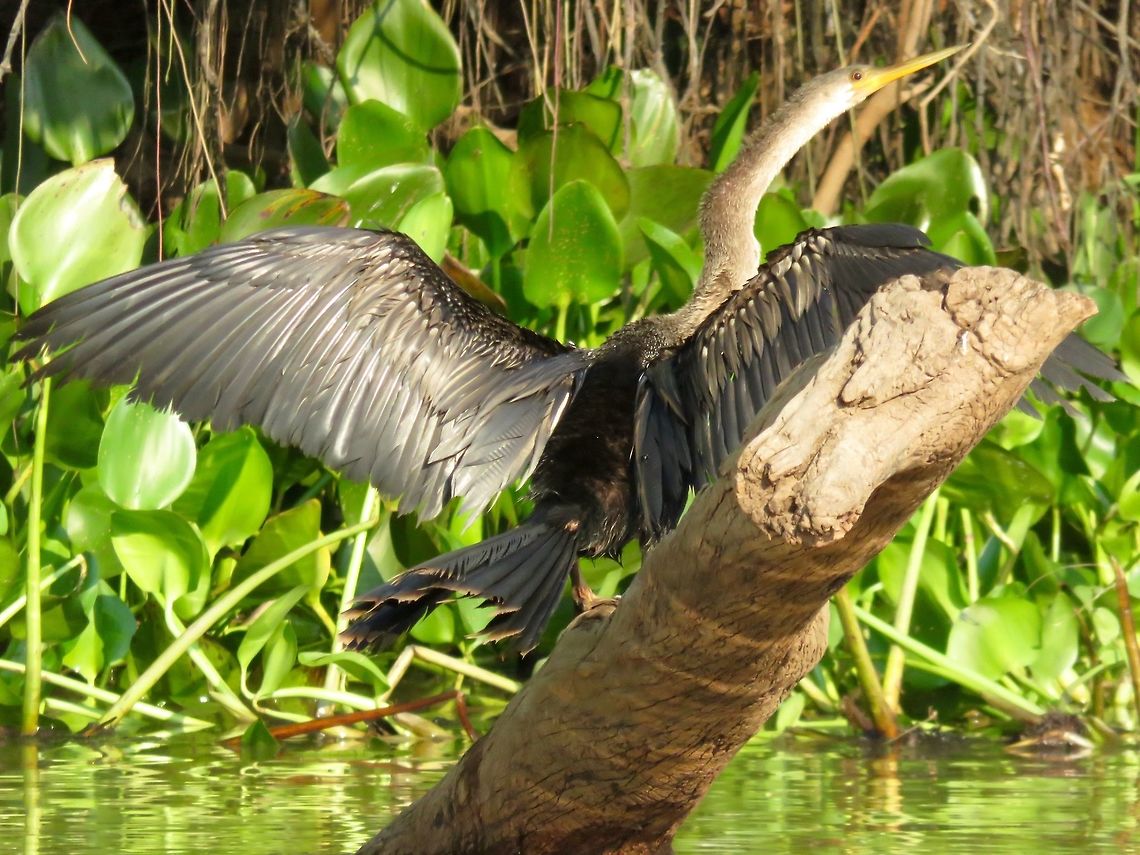 Anhinga   Anhingas soar high in the air and swim low in the water.  This one was just taking flight.                              Anhinga,Anhinga anhinga