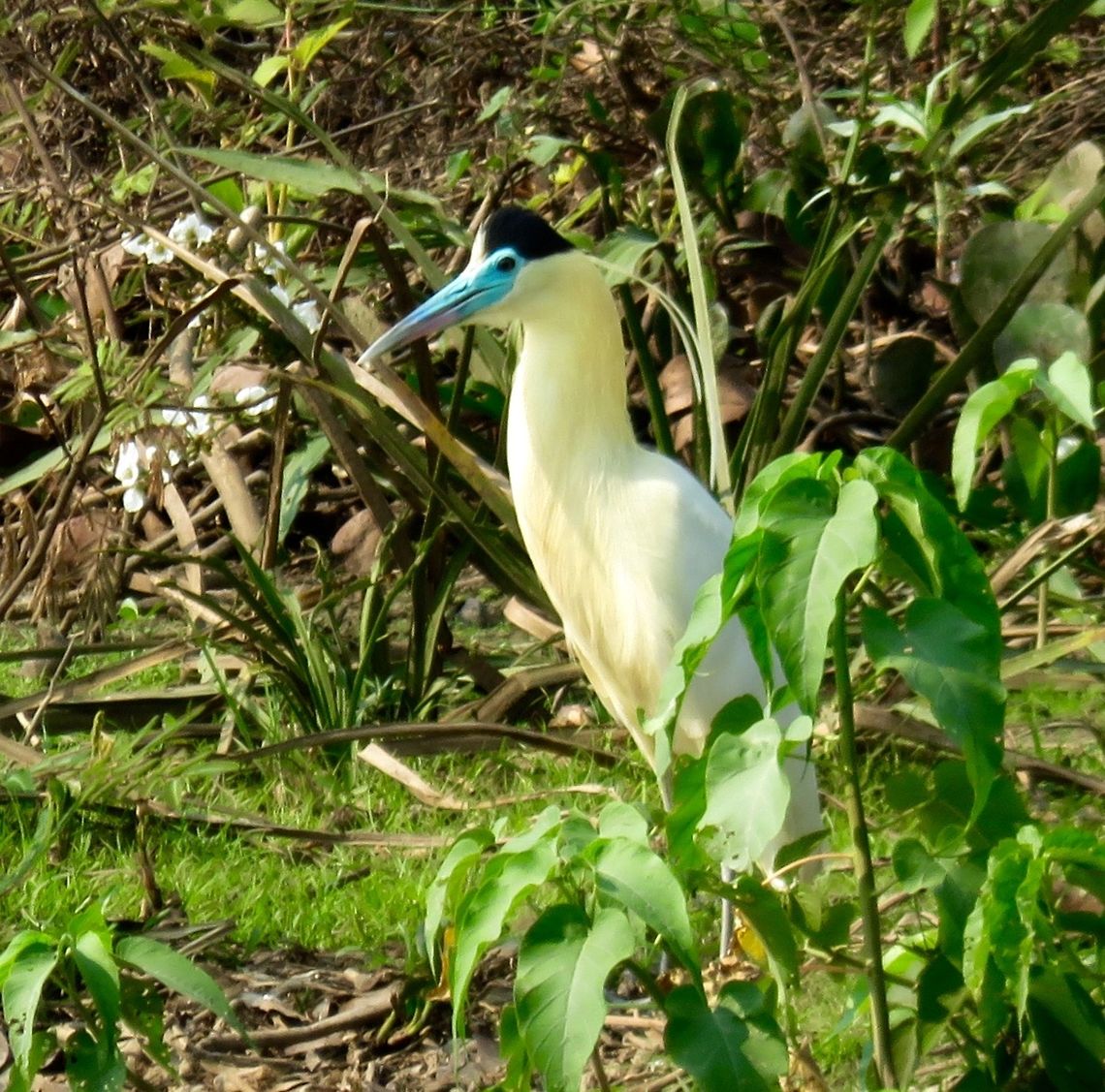 Capped Heron We saw many cocoi herons but only one capped heron in our trip through the Pantanal.                                Capped Heron,Pilherodius pileatus