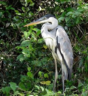 Cocoi heron   These beautiful creatures were plentiful throughout the Pantanal but I never got tired of seeing them.                              Ardea cocoi,Cocoi Heron