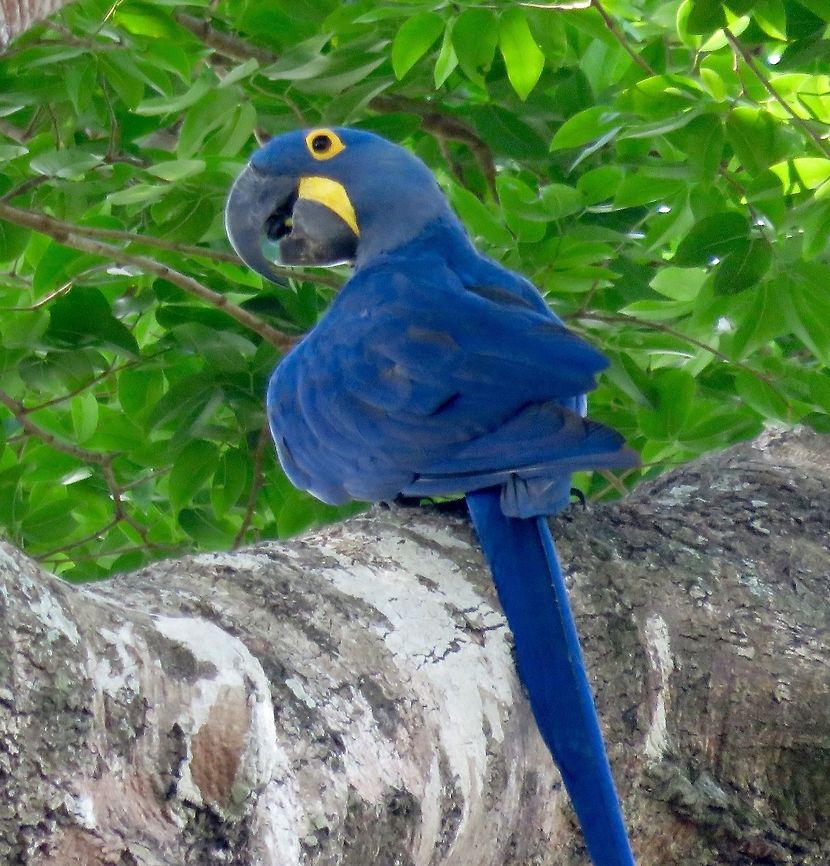 Hyacinth macaws The hyacinth macaws are most plentiful in the Pantanal.  They are so beautiful!                                Anodorhynchus hyacinthinus,Hyacinth Macaw