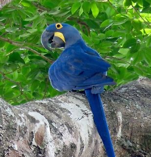 Hyacinth macaws The hyacinth macaws are most plentiful in the Pantanal.  They are so beautiful!                                Anodorhynchus hyacinthinus,Hyacinth Macaw