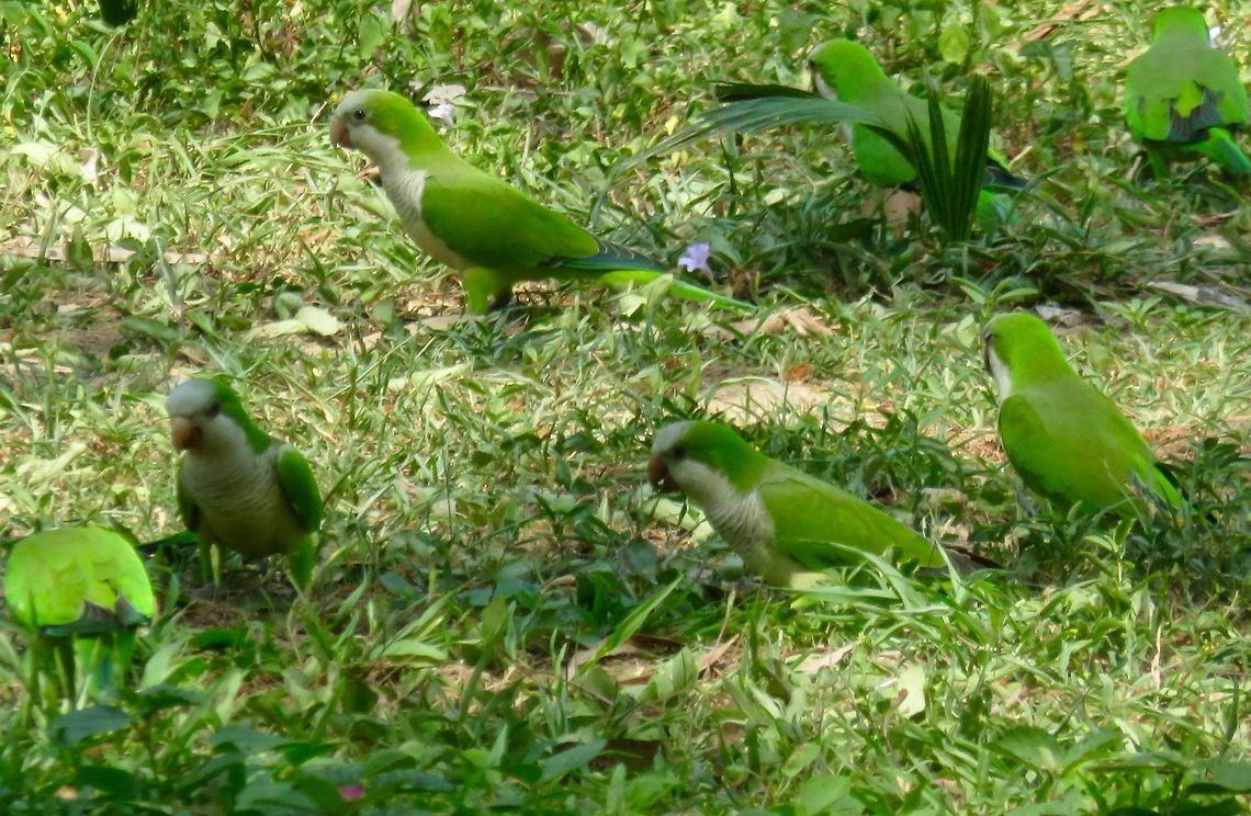 Monk Parakeets  We were lucky enough to see a whole flock of these lovelies on the ground, hanging out, at one of our stops in the Pantanal.                               Monk Parakeet,Myiopsitta monachus