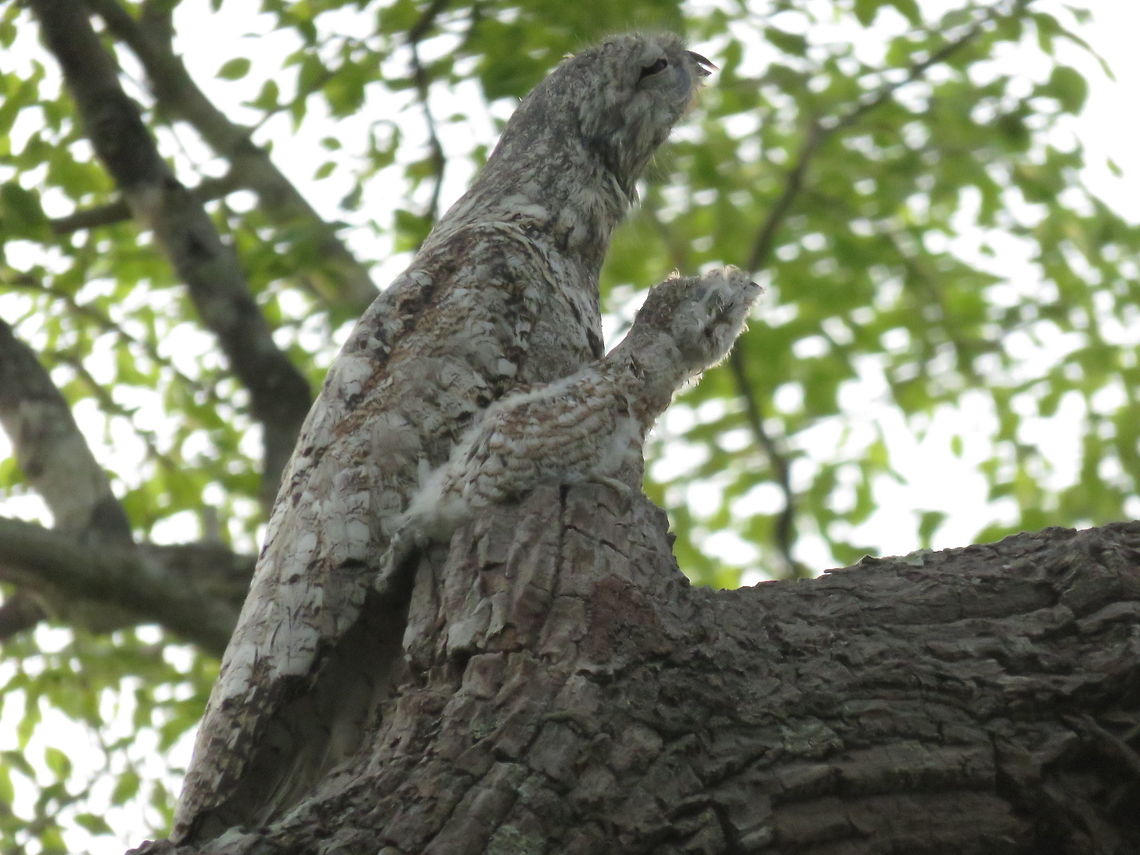 Great Potoo and baby This is the most extraordinary example of camouflage I have ever seen - even up close, to say nothing of from a distance, you really cannot distinguish this bird from the trunk and branches of the tree.  Our guide said that when she had been at this location in the Pantanal a few months ago, the baby had not been born so this was a real treat. Great potoo,Nyctibius grandis