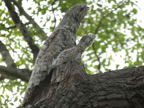 Great Potoo and baby This is the most extraordinary example of camouflage I have ever seen - even up close, to say nothing of from a distance, you really cannot distinguish this bird from the trunk and branches of the tree.  Our guide said that when she had been at this location in the Pantanal a few months ago, the baby had not been born so this was a real treat. Great potoo,Nyctibius grandis