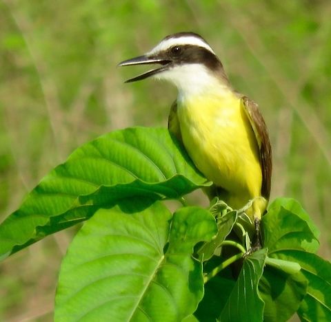 Great Kiskadee making a speech Saw quite a few of these birds in the Pantanal.                                Great Kiskadee,Pitangus sulphuratus