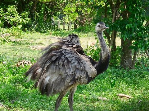 Greater Rhea We saw many of these graceful, inquisitive looking birds at one of our stops in the Pantanal.                                  Greater rhea,Rhea americana