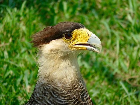 Southern Crested Caracara Bad hair day?  This bird looks like he's got a bad toupee!                                Caracara plancus,Southern Crested Caracara