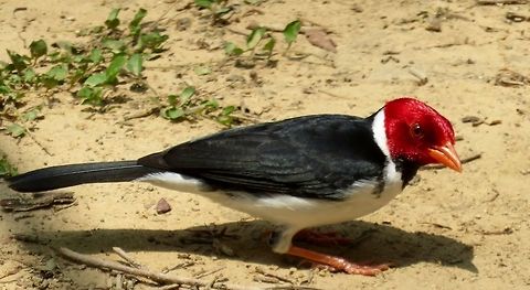 Yellow billed cardinal  Plentiful in the Pantanal.                               Paroaria capitata,Yellow-billed Cardinal