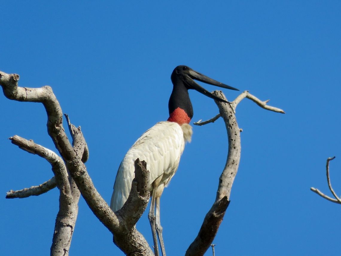 Jabiru One of the most plentiful and distinctive birds of the Pantanal.                                Jabiru,Jabiru mycteria