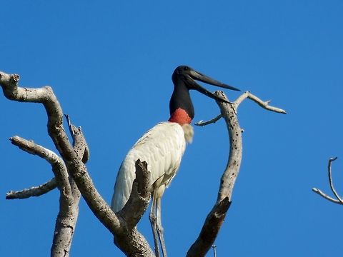 Jabiru One of the most plentiful and distinctive birds of the Pantanal.                                Jabiru,Jabiru mycteria
