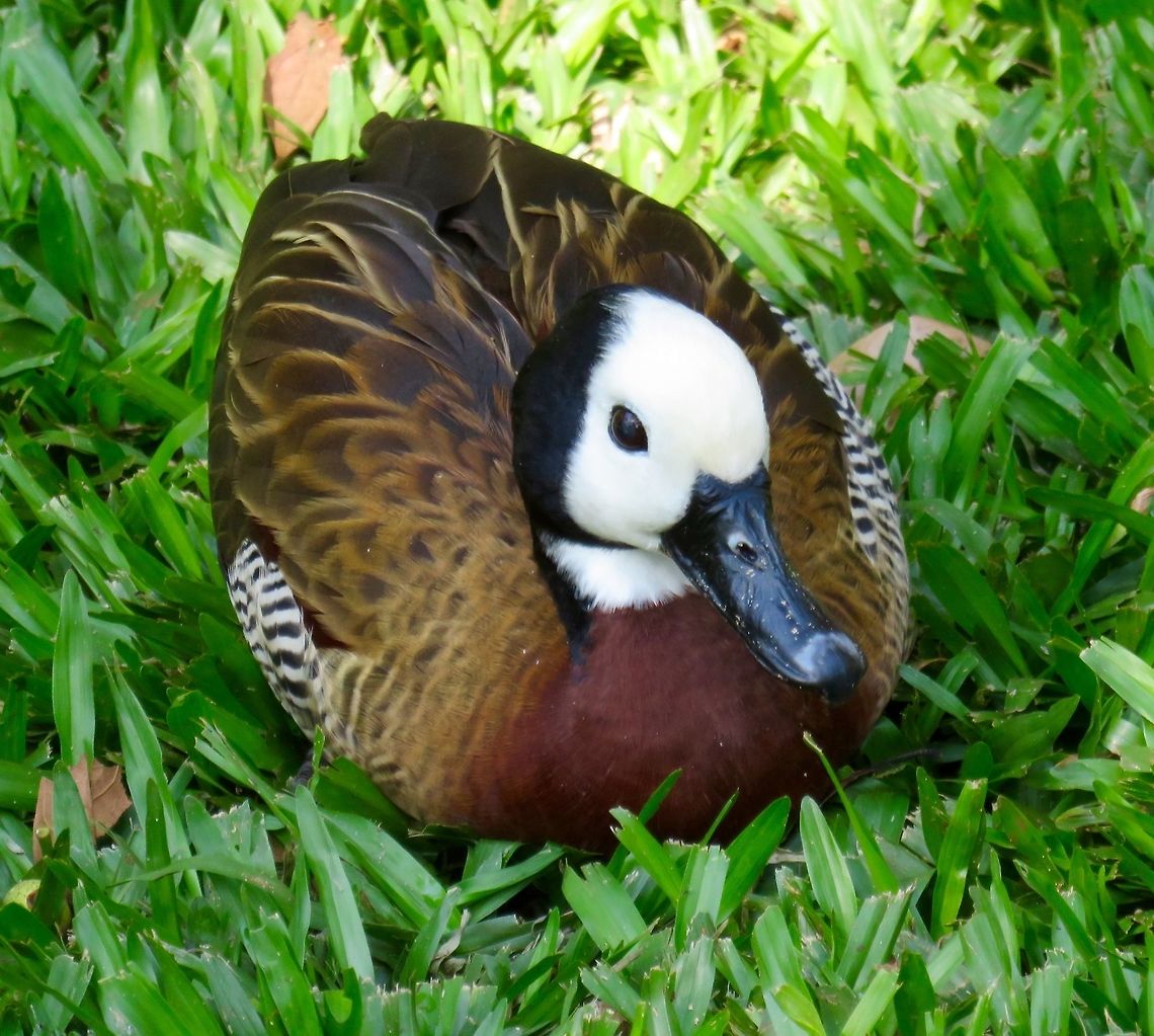 White faced whistling duck  This cute guy was just sunning himself in the grass in front of our hotel in Iguazu Falls, Brazil.                               Dendrocygna viduata,White-faced Whistling Duck