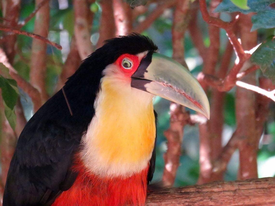 Green billed toucan Met this handsome fellow up close at the Bird Park in Iguazu Falls, Brazil.                                Green-billed Toucan,Ramphastos dicolorus