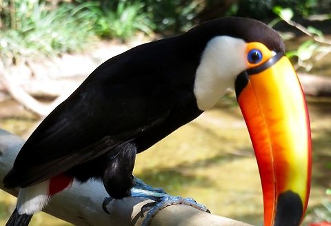 Toco toucan Saw some of these at a distance in the Pantanal but met this beauty up close at the Bird Park in Iguazu Falls, Brazil.                                Ramphastos toco,Toco Toucan
