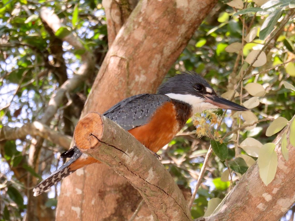Ringed kingfisher  Saw many of these in the Pantanal.                               Megaceryle torquata,Ringed Kingfisher