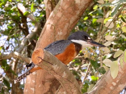 Ringed kingfisher  Saw many of these in the Pantanal.                               Megaceryle torquata,Ringed Kingfisher