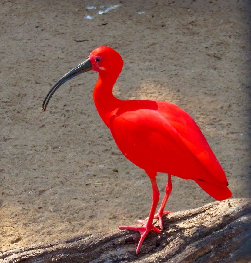 Scarlet Ibis  Bird Park, Iguazu Falls, Brazil                               Eudocimus ruber,Scarlet Ibis
