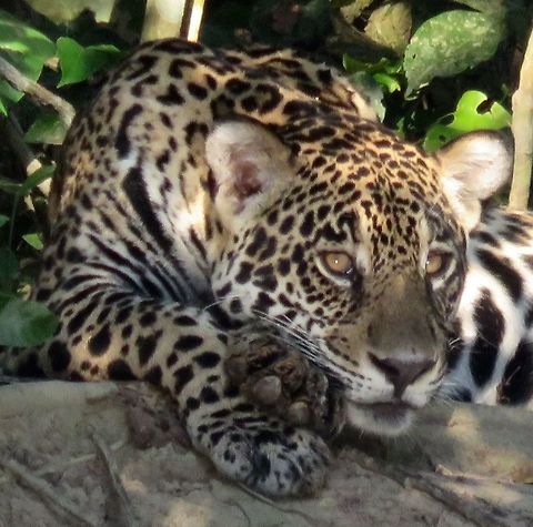 Pensive jaguar We sailed up and down 3 rivers in the Pantanal in small boats for many hours a day, hoping to sight and watch these grand creatures.                               Jaguar,Panthera onca