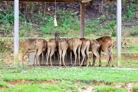 rusa_timor_(cervus_timorensis) Endangered species native to Indonesia Javan rusa,Rusa timorensis