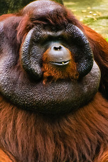 orangutan indonesia Indonesian orangutans are endangered due to the loss of forests in Kalimantan and Sumatra as a result of land clearing are not responsible. Pongo abelii,Sumatran orangutan,arayshi@facebook.com