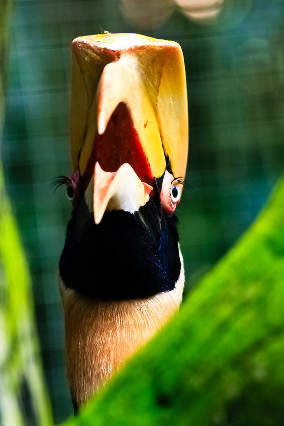 Typical Borneo hornbill Borneo is not only the third largest island in the world but it is also one of the most unique places on Earth. It's nearly 750,000 square kilometres are home to an incredible variety of habitats from dense tropical jungles to the complex coral reef systems found along the coasts.<br />
<br />
More than 400 species are bird are natively found in Borneo including eight different species of Hornbill. These colourful and elegant birds are very distinctive both in appearance and behaviour as the females are actually sealed in a hollow tree while they are nesting and are fed by their male partners. Buceros bicornis,Great hornbill,arayshi@facebook.com