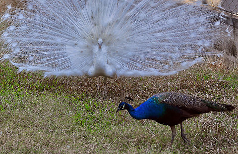 The Encounter  Indian peafowl,Pavo cristatus