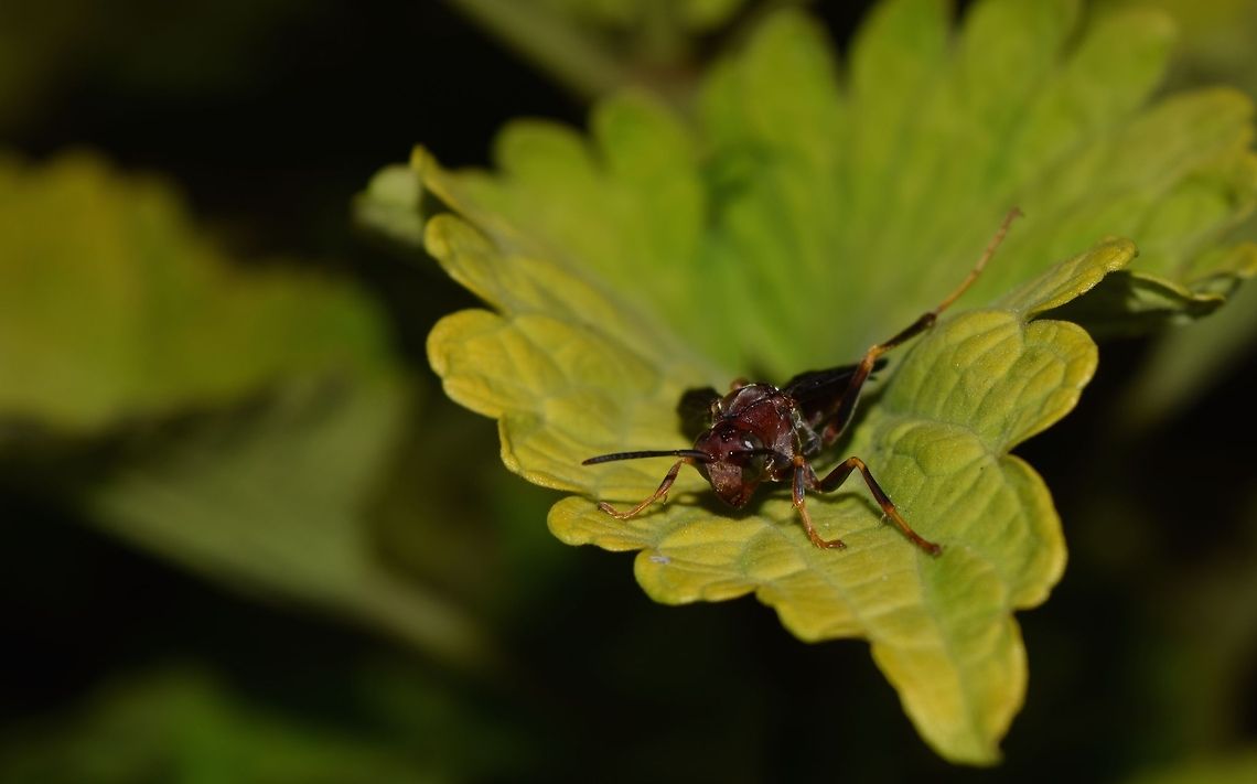 The Little Warrior This wasp was just relaxing on a leave around dusk, I turned the flash on to emphasize  the texture of his body, but also the color of the leaf Florida Wasp,Geotagged,United States