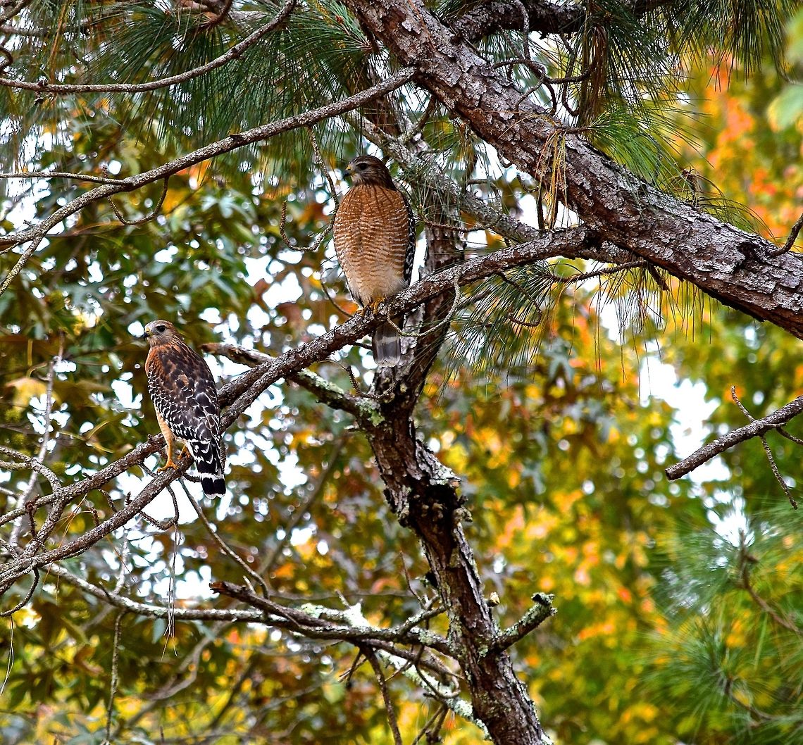 Hawk Eye  Buteo lineatus,Red-shouldered Hawk,animals,hawk,nature