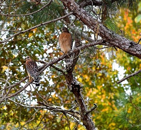 Hawk Eye  Buteo lineatus,Red-shouldered Hawk,animals,hawk,nature