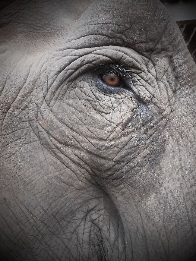 The language of the eye Asian Elephant  Asian elephant,Elephas maximus,Thailand