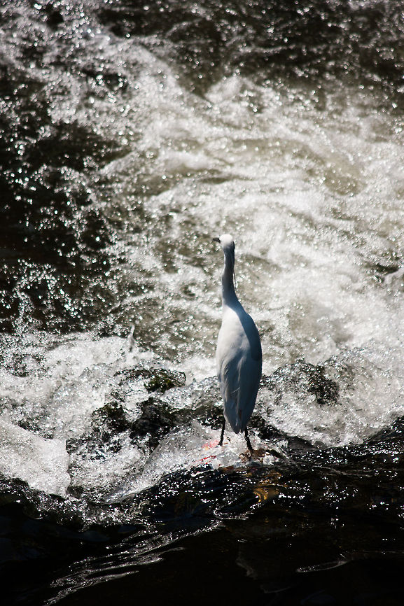 Waiting for prey It was standing still seemed to be wating for fishes to come by. Ardea alba modesta,Birds,Eastern Great Egret,Egretta garzetta,Geotagged,Japan,Kumamoto,Little Egret,Splash,Water