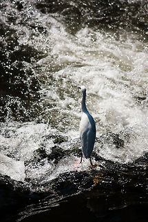Waiting for prey It was standing still seemed to be wating for fishes to come by. Ardea alba modesta,Birds,Eastern Great Egret,Egretta garzetta,Geotagged,Japan,Kumamoto,Little Egret,Splash,Water